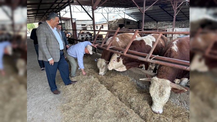 thal hayvan sorunu artarak devam ediyor