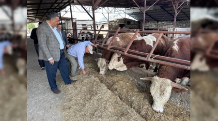 thal hayvan sorunu artarak devam ediyor