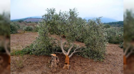 Yasa teklifiyle zeytinlikler ve ormanlar yamaya alyor