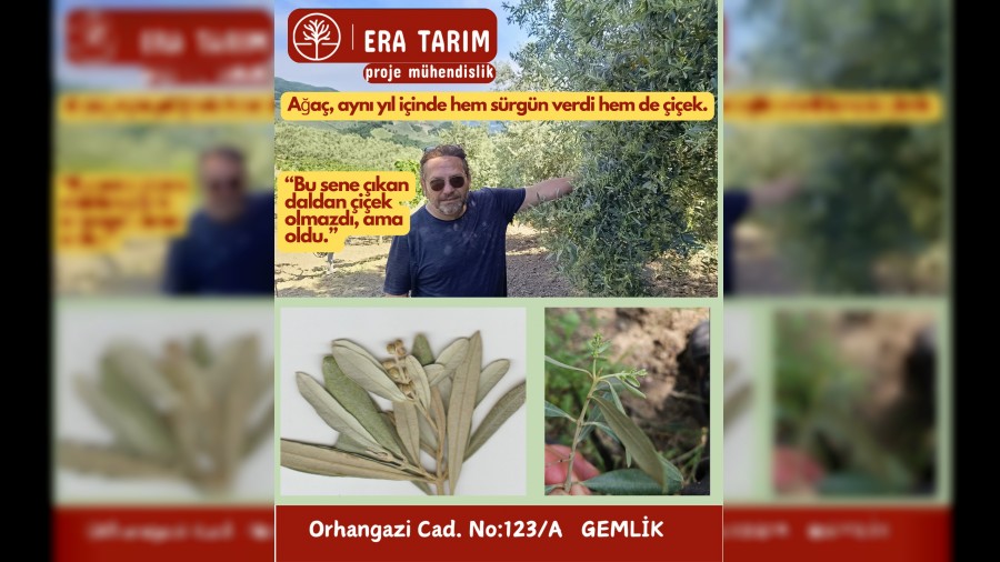 Gemlikte Zeytin Aac Kurallar Bozdu