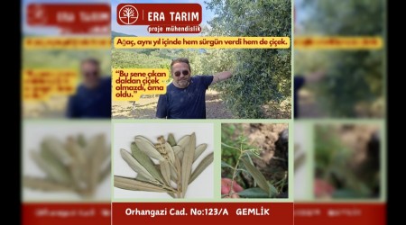 Gemlik’te Zeytin Ağacı Kuralları Bozdu