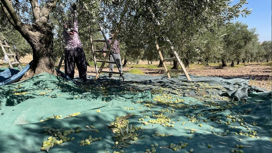 Tek kazanan uluslararas tekeller