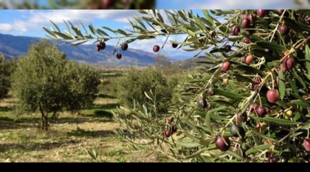 Zeytin reticisi kerse Esnaf da ker