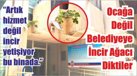 Ocağa Değil Belediyeye İncir Ağacı Diktiler