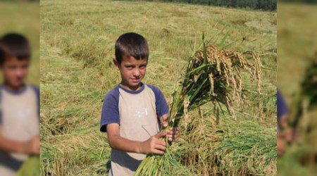 Çeltik Ekimi 2026’da Tamamen Yasaklandı