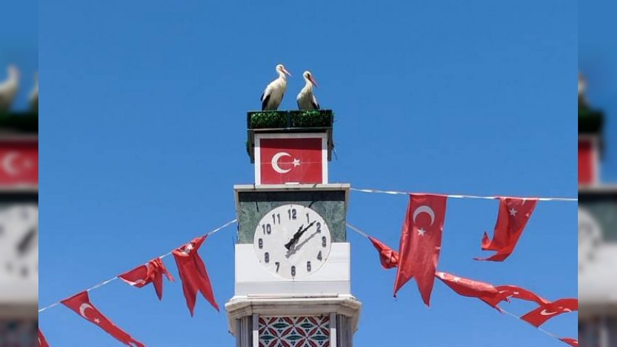 Can ve Canan Leylek Yuvalarna Geldi